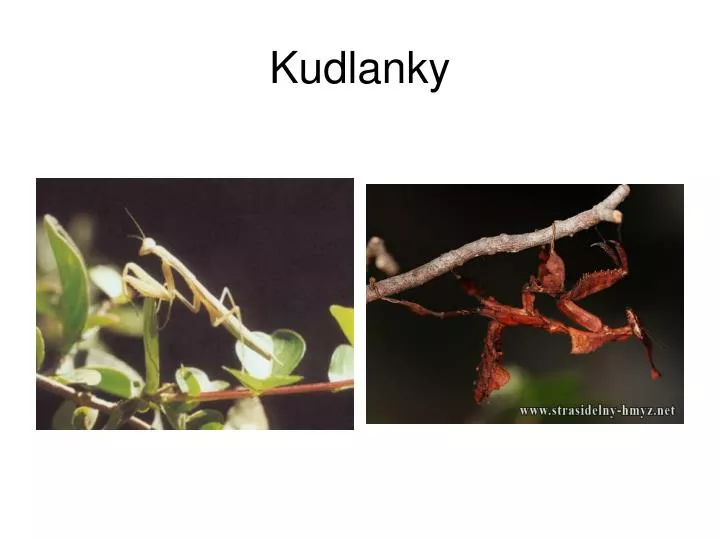 kudlanky