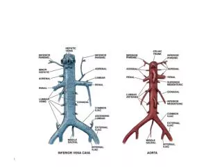 The renal artery splits into segmental branches.