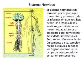 sistema nervioso