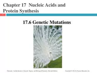 Chapter 17 Nucleic Acids and Protein Synthesis