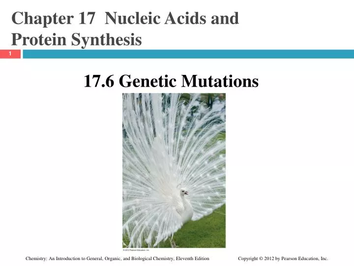 chapter 17 nucleic acids and protein synthesis