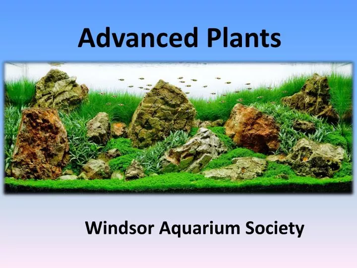 advanced plants