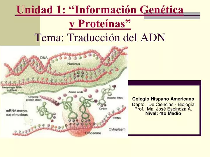 unidad 1 informaci n gen tica y prote nas tema traducci n del adn