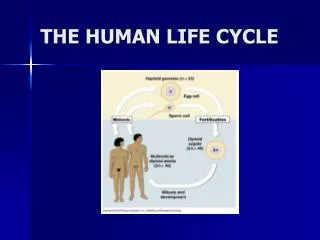 THE HUMAN LIFE CYCLE