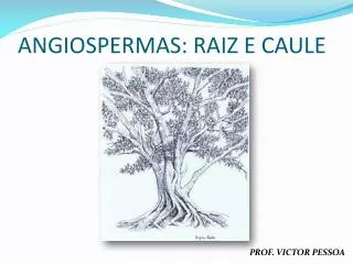 angiospermas raiz e caule