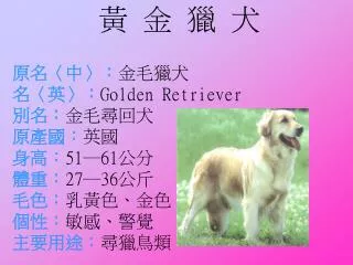 golden retriever 51 61 27 36