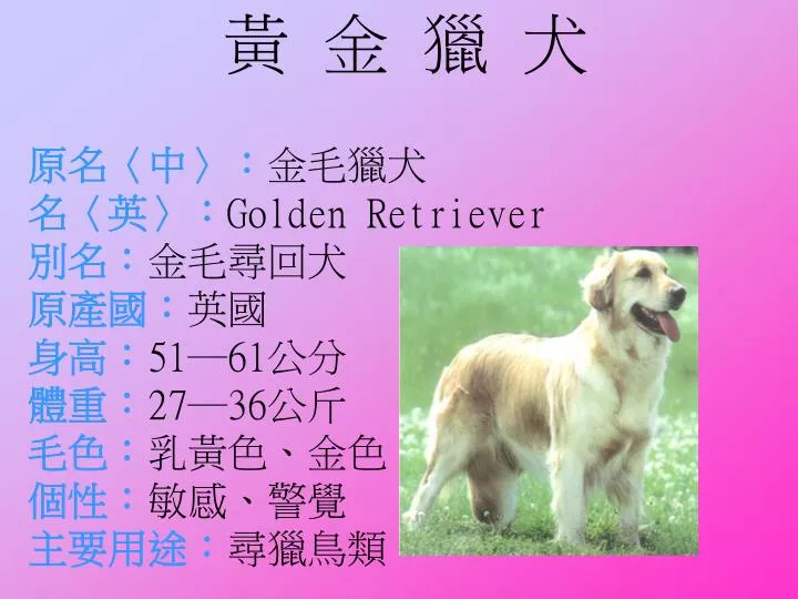 golden retriever 51 61 27 36