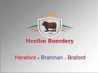 Hereford X Brahman = Braford