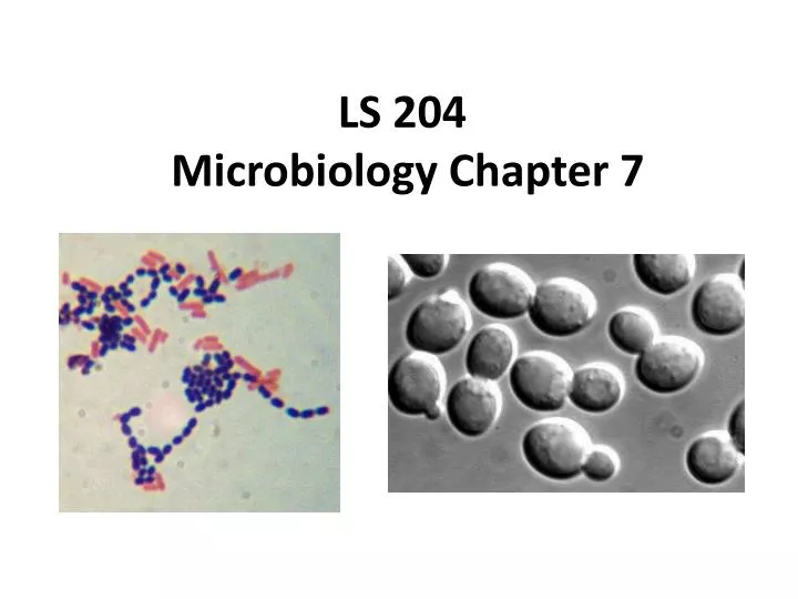 ls 204 microbiology chapter 7