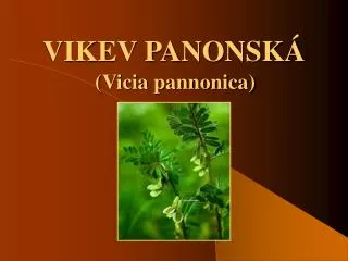 VIKEV PANONSKÁ