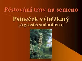 p stov n trav na semeno