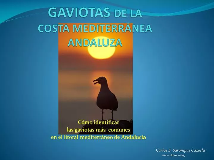 gaviotas de la costa mediterr nea andaluza