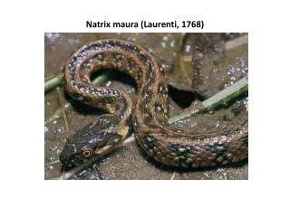 natrix maura laurenti 1768