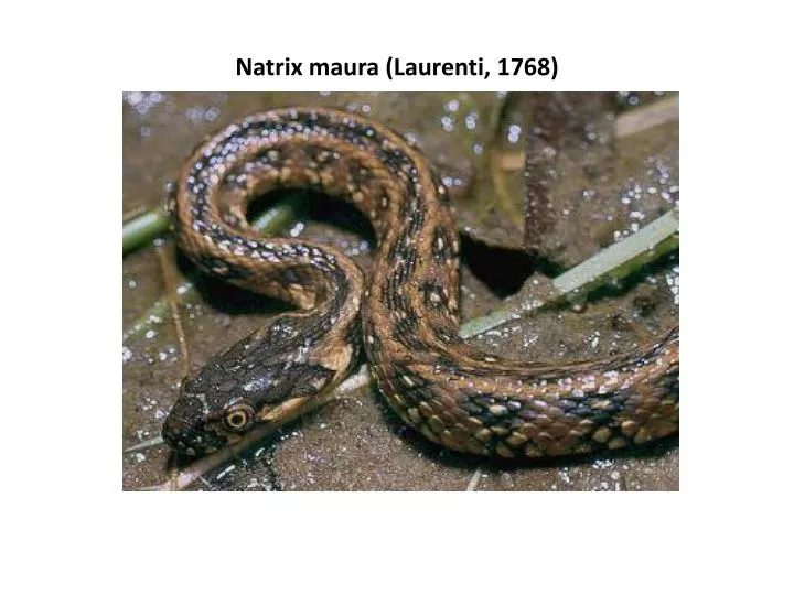 natrix maura laurenti 1768