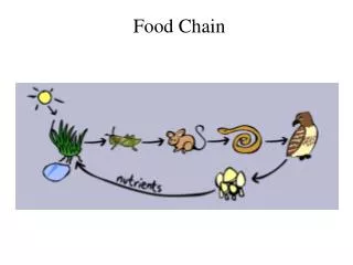 Food Chain