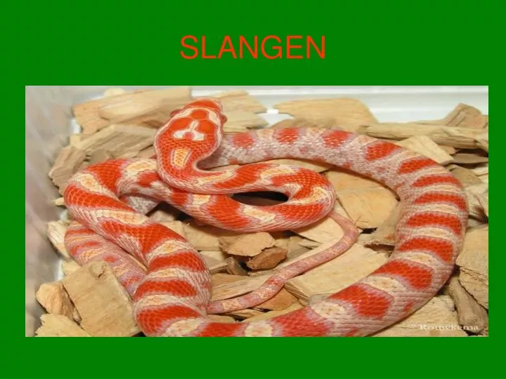 slangen