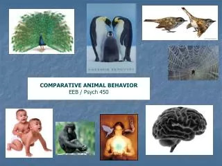 COMPARATIVE ANIMAL BEHAVIOR EEB / Psych 450