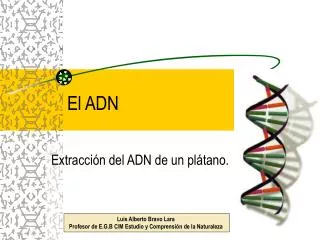 el adn