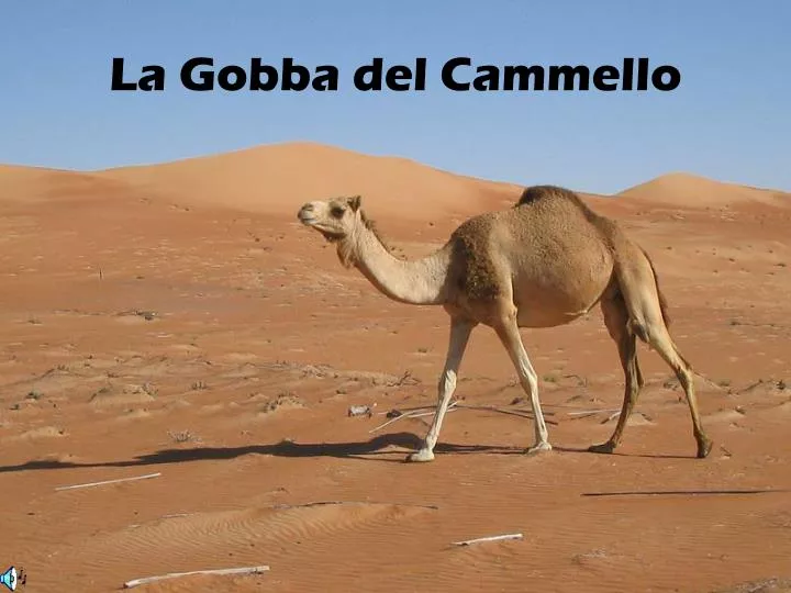 la gobba del cammello