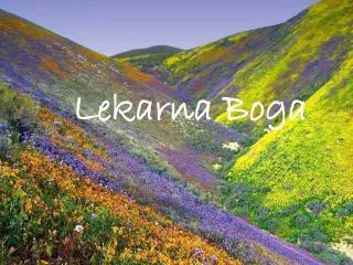 lekarna boga