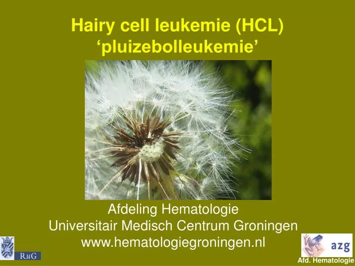 hairy cell leukemie hcl pluizebolleukemie