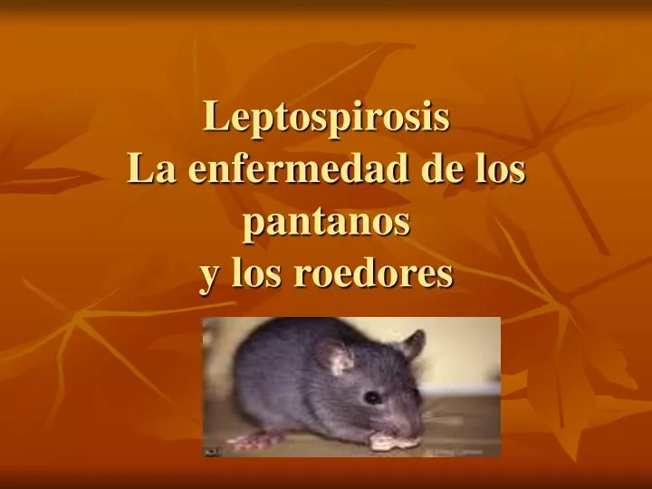 leptospirosis la enfermedad de los pantanos y los roedores