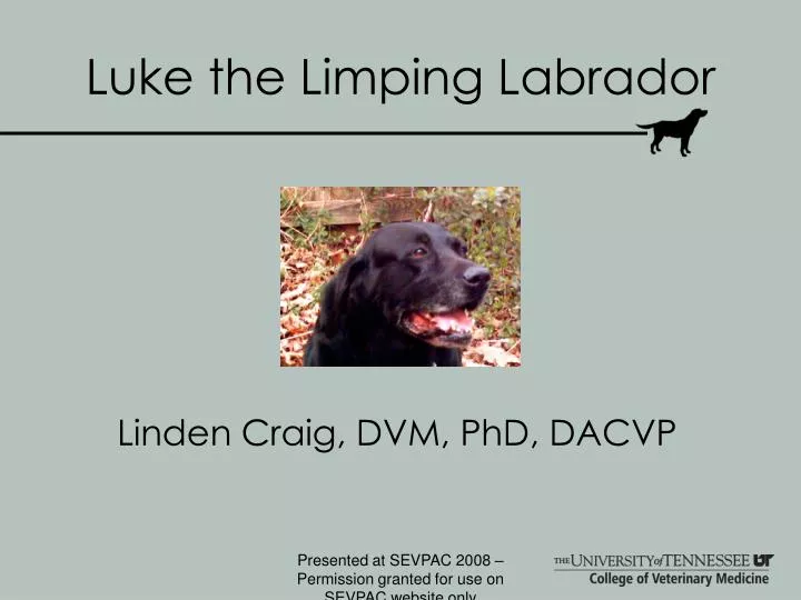 luke the limping labrador