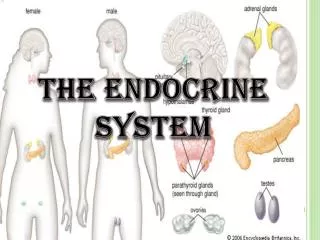 THE ENDOCRINE SYSTEM