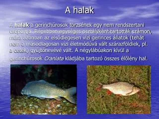 a halak