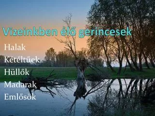 vizeinkben l gerincesek