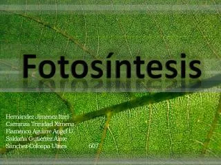 fotos ntesis