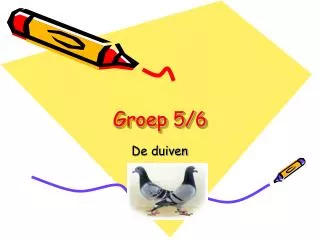 groep 5 6