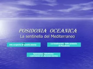 posidonia oceanica
