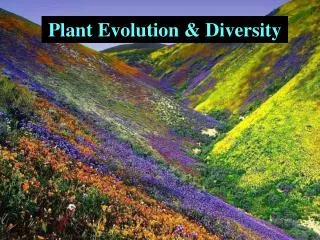 Plant Evolution &amp; Diversity