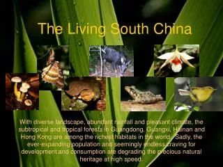 The Living South China