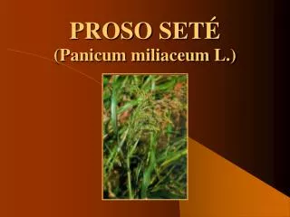 proso set