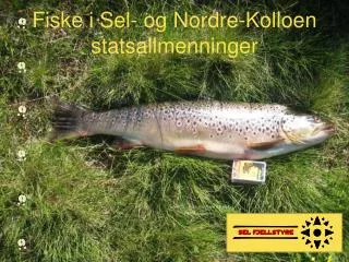 fiske i sel og nordre kolloen statsallmenninger