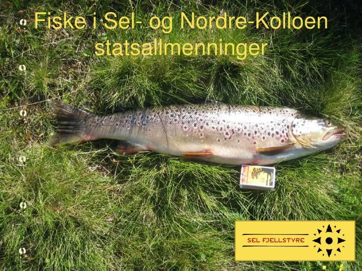 fiske i sel og nordre kolloen statsallmenninger