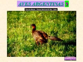 aves argentinas
