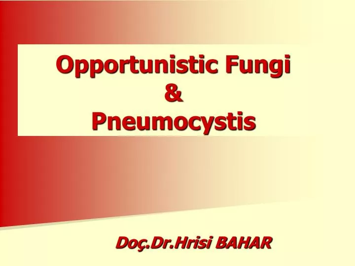 opportunistic fung i pneumocystis