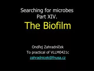 Searching for microbes Part XI V . The Biofilm