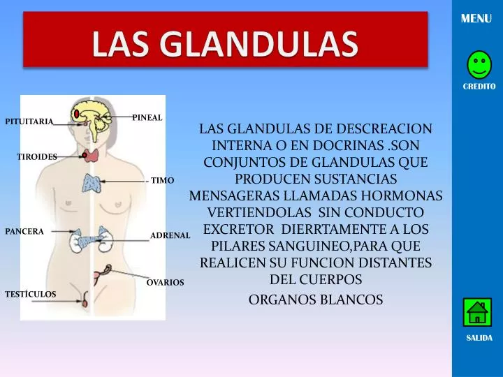 las glandulas