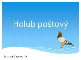 holub po tov