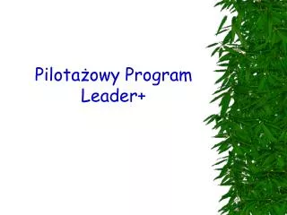 pilota owy program leader