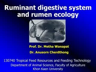 Ruminant digestive system and rumen ecology