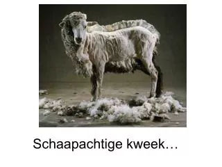 schaapachtige kweek