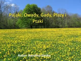 paj ki owady gady p azy i ptaki