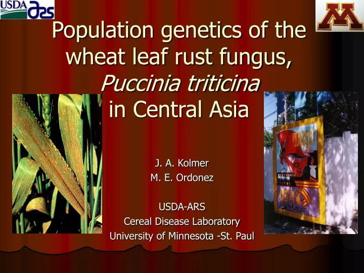 population genetics of the wheat leaf rust fungus puccinia triticina in central asia
