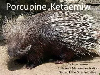 Porcupine or Keta ?? emiw