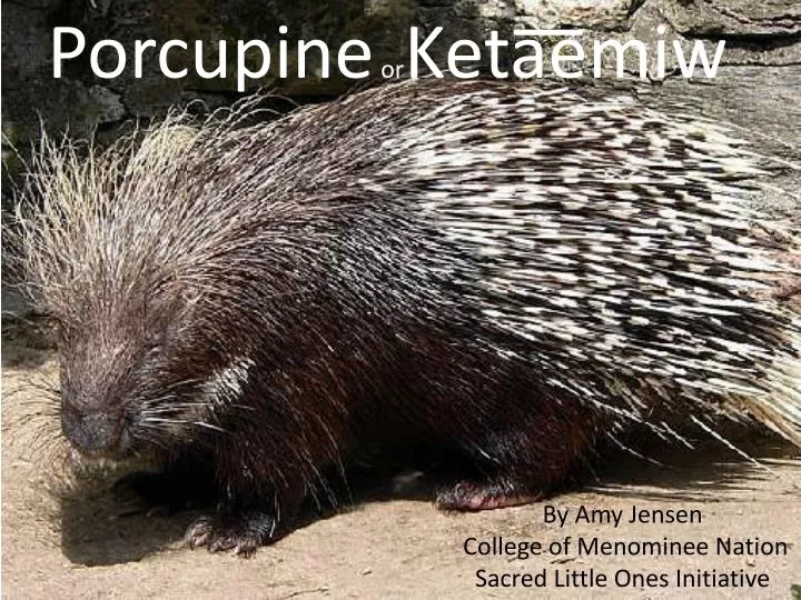 porcupine or keta emiw